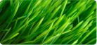 Grass Seed Products