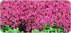 Ground Cover Seed