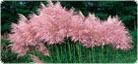Ornamental Grasses