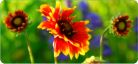Wildflower Seed Products