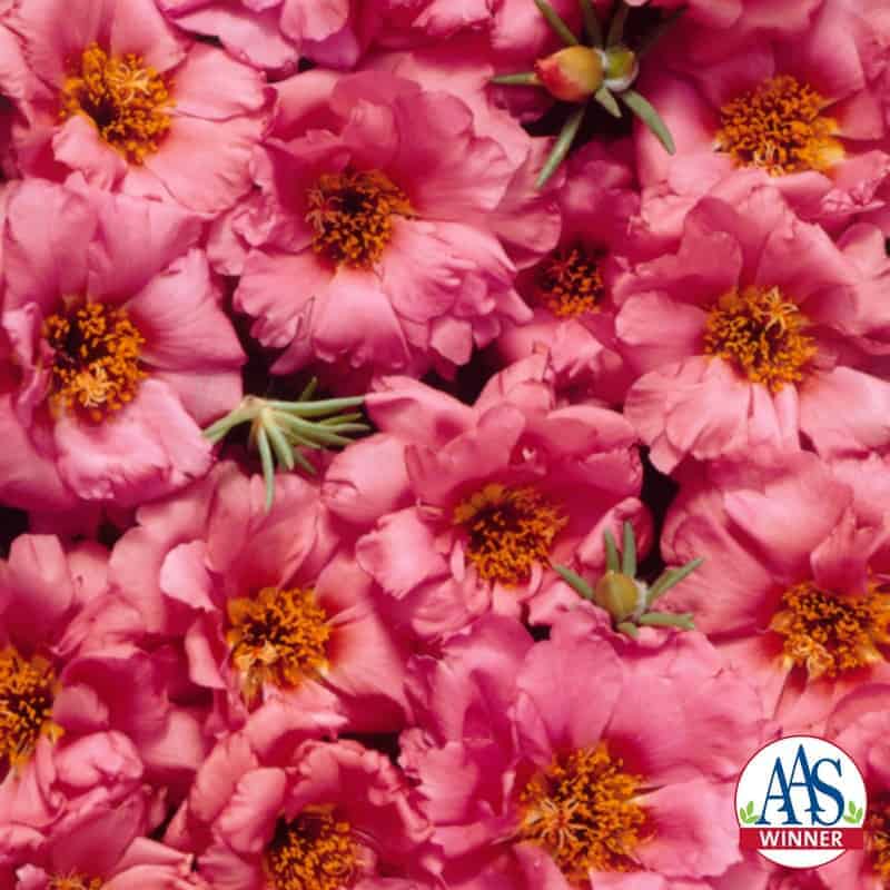 Portulaca Sundial Peach AAS Winner