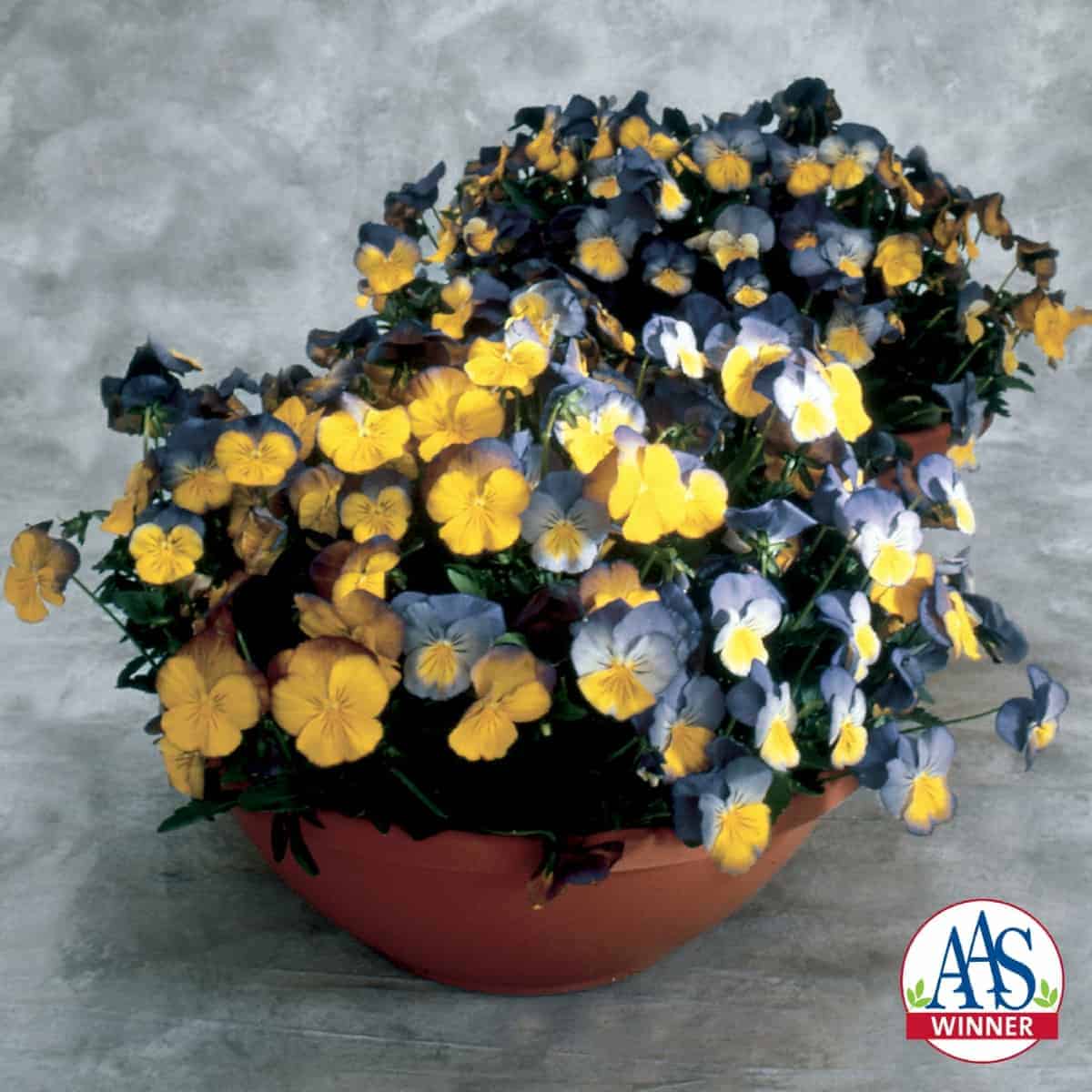 Pansy Ultima Morpha AAS Winner