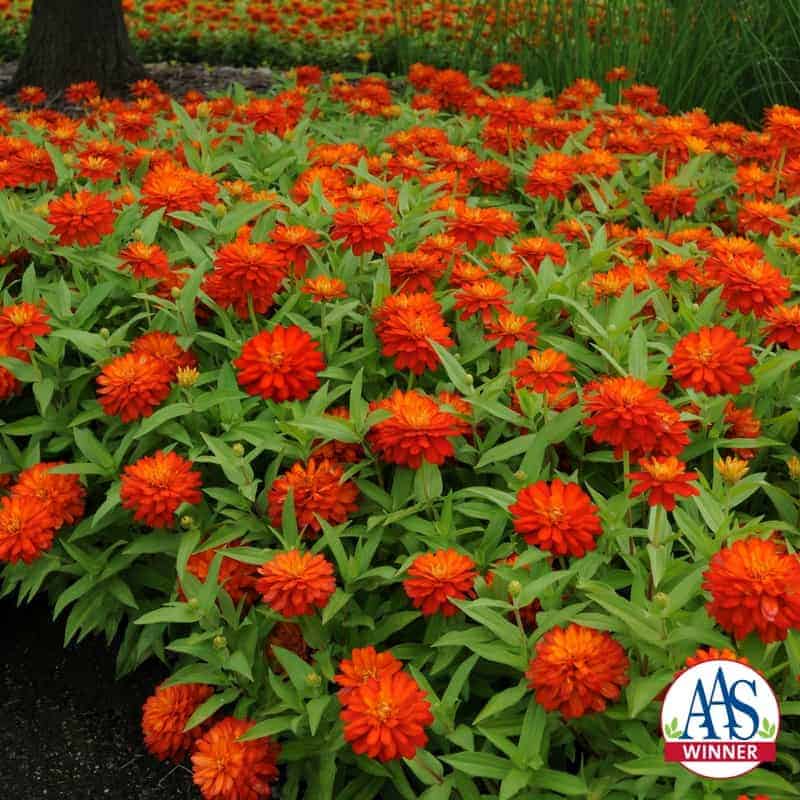 Zinnia Zahara Fire AAS Winner