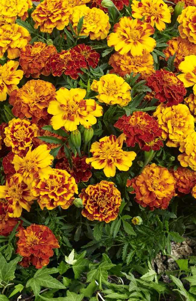 Details about   French Marigold Seeds 50 Seed Tagetes Patula Herb Easy To Grown Seed D048 