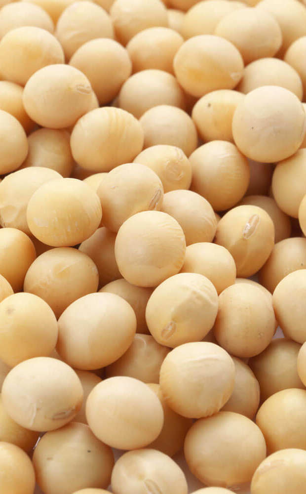 Soybean seeds