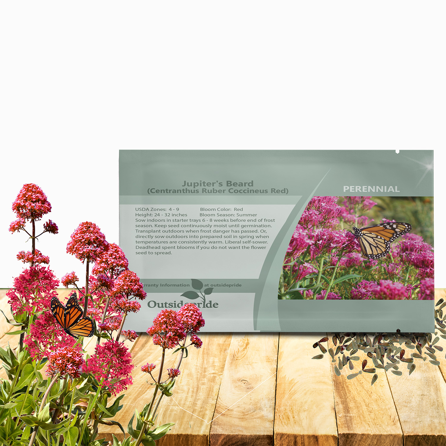 Jupiters Beard Flower Seed Packet For Planting