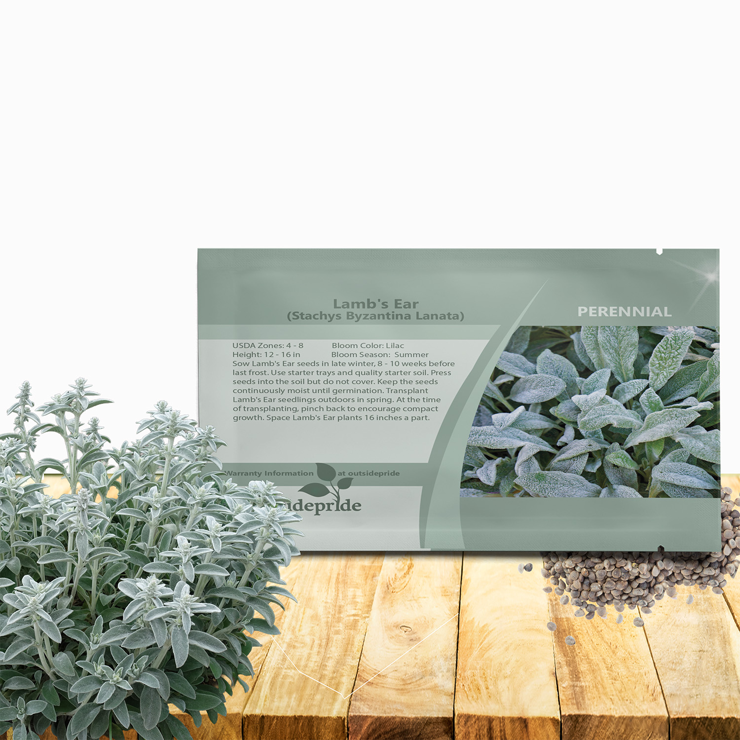 Stachys Byzantina Seeds For Planting