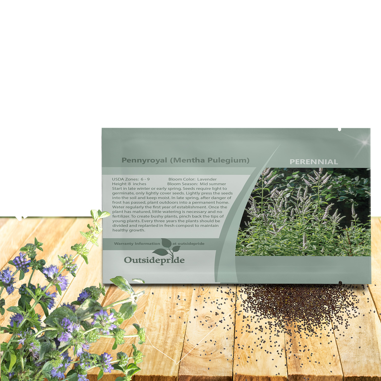 Pennyroyal Flowering Herb Seed Packet For Planting