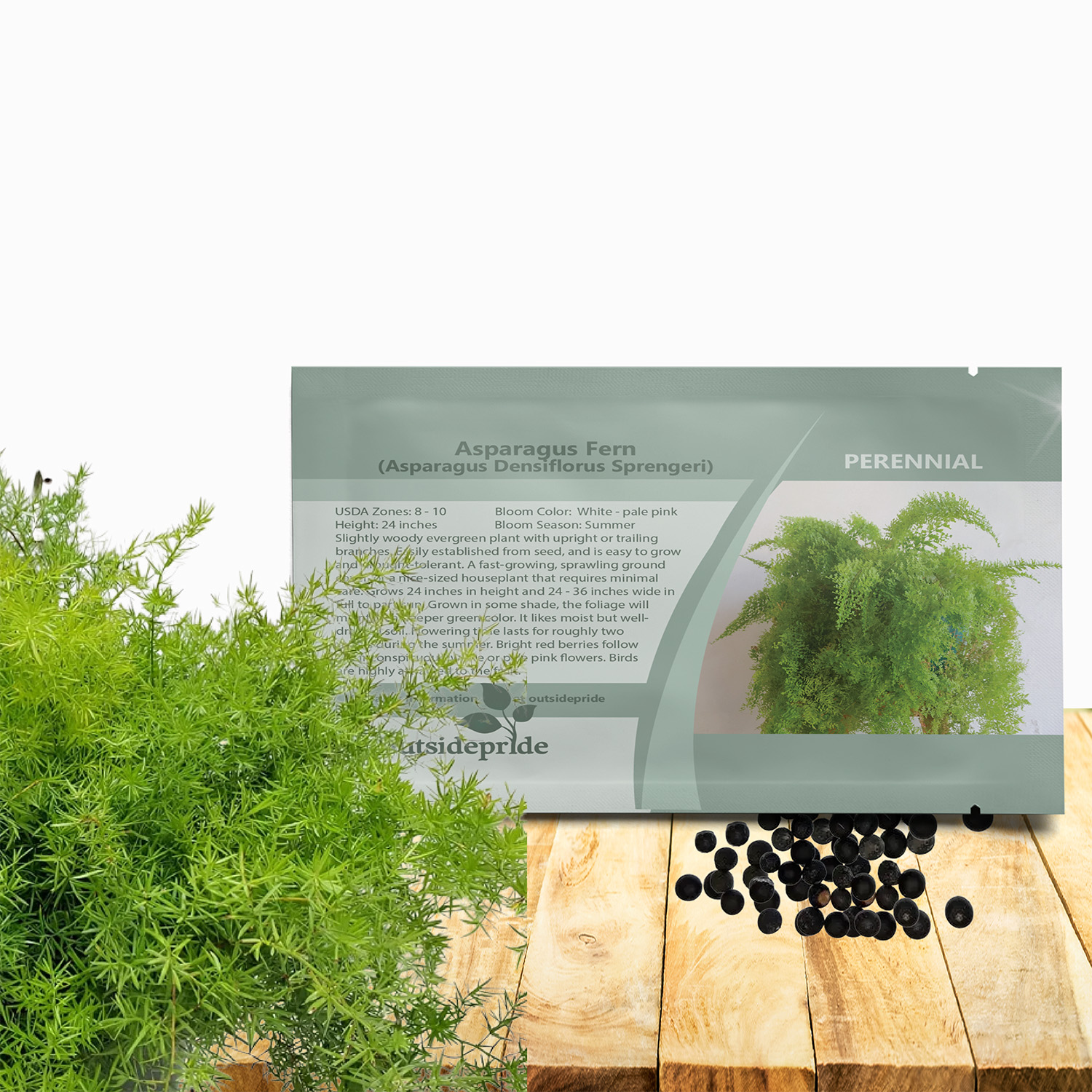 Asparagus Fern Sprengeri Seed Packet For Planting