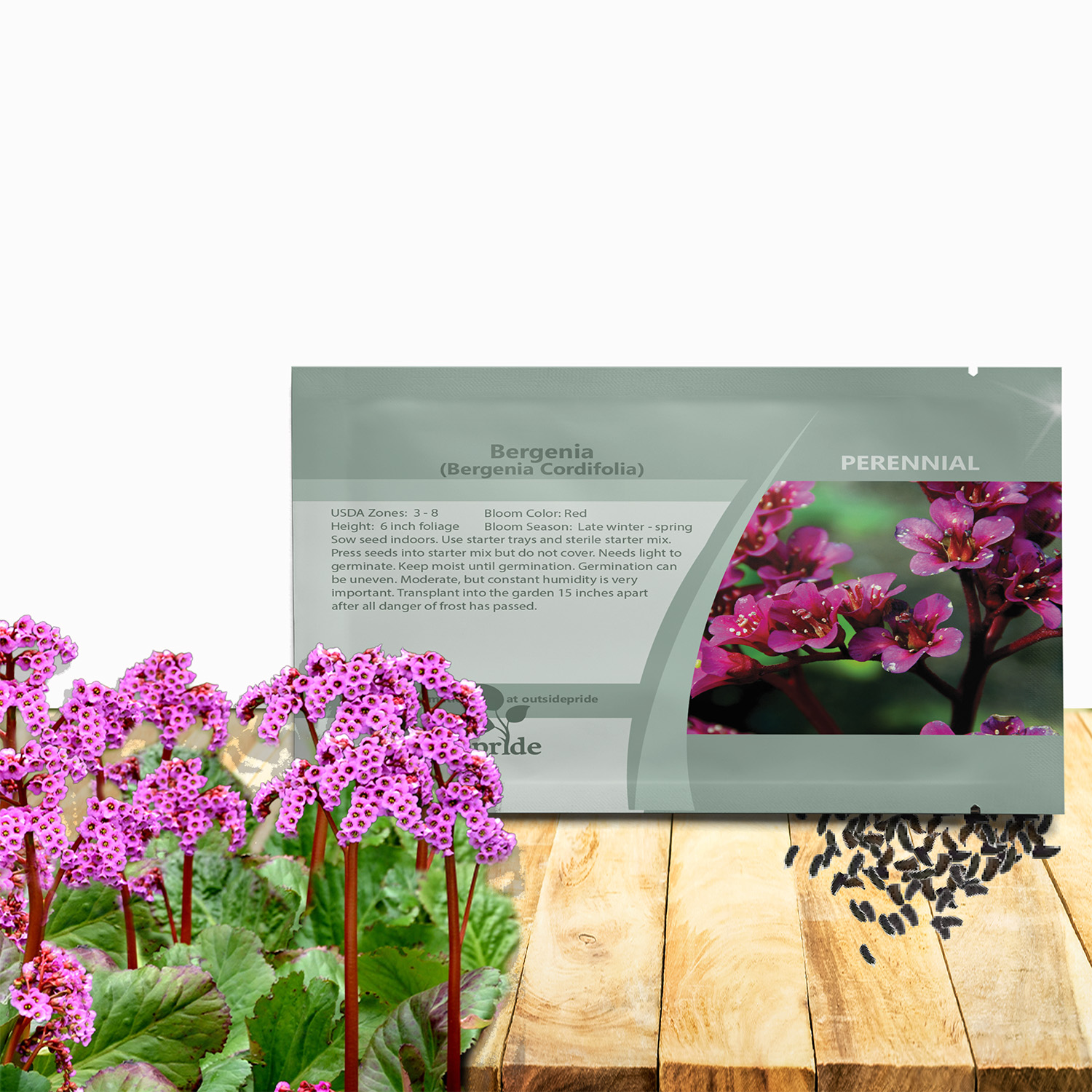 Bergenia Cordifolia Flower Seed Packet For Planting