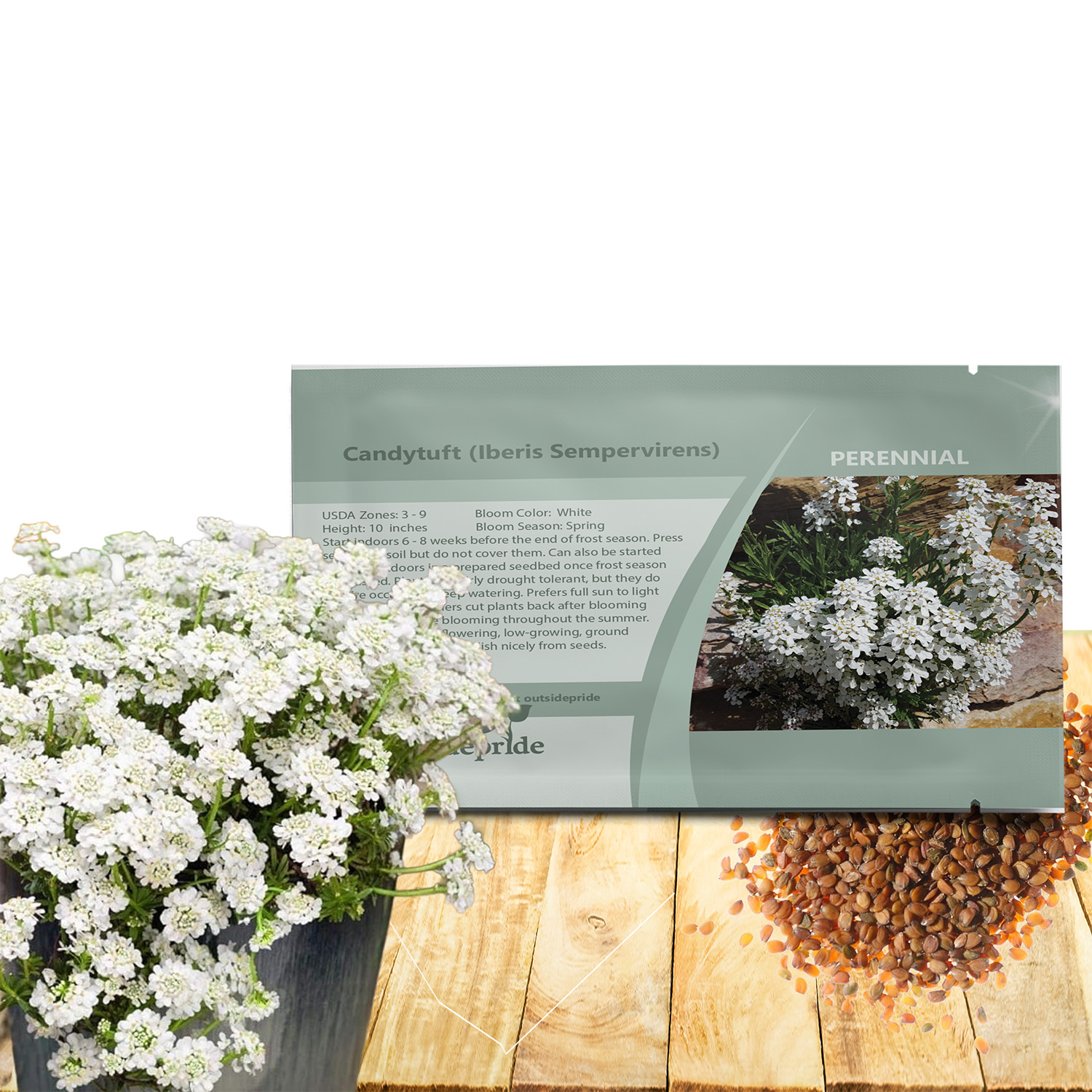 Candytuft Sempervirens Flower Seed Packet