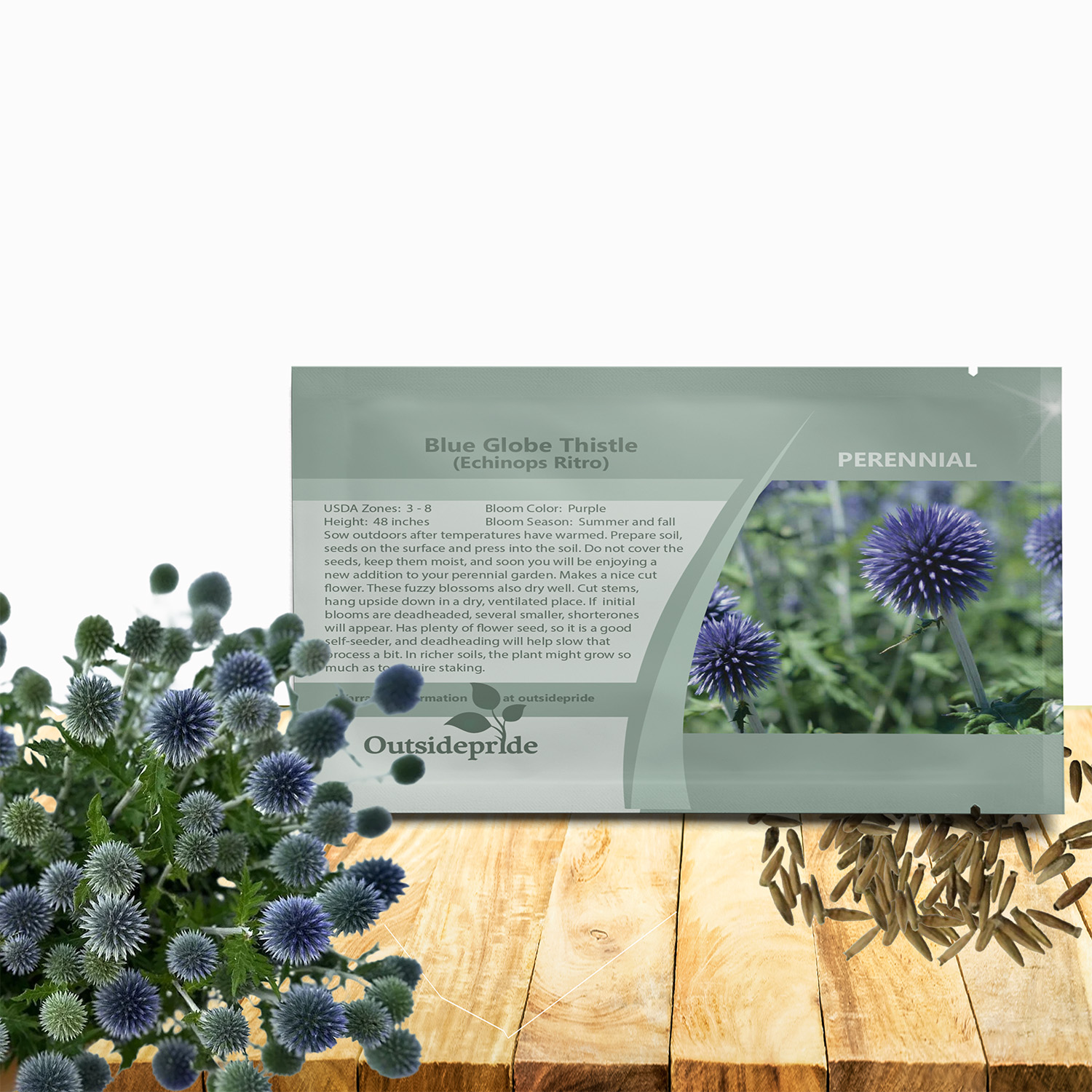 Globe Thistle Blue Flower Seed Packet For Planting