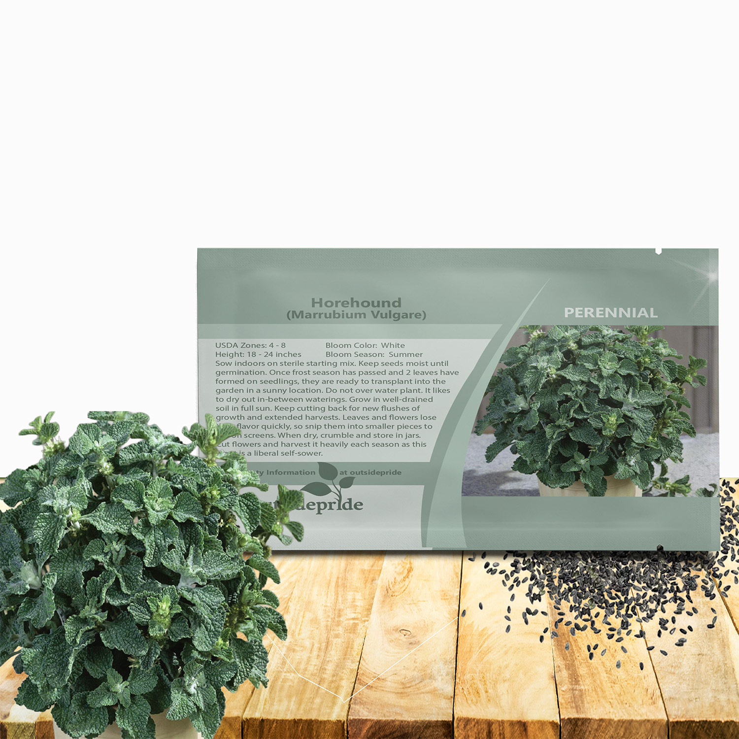 Horehound Herb Seed For Planting