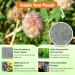 Strawberry Clover Quality