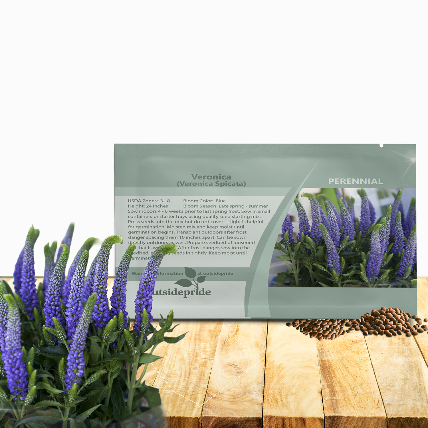 Veronica Spicata Seed Packet For Planting