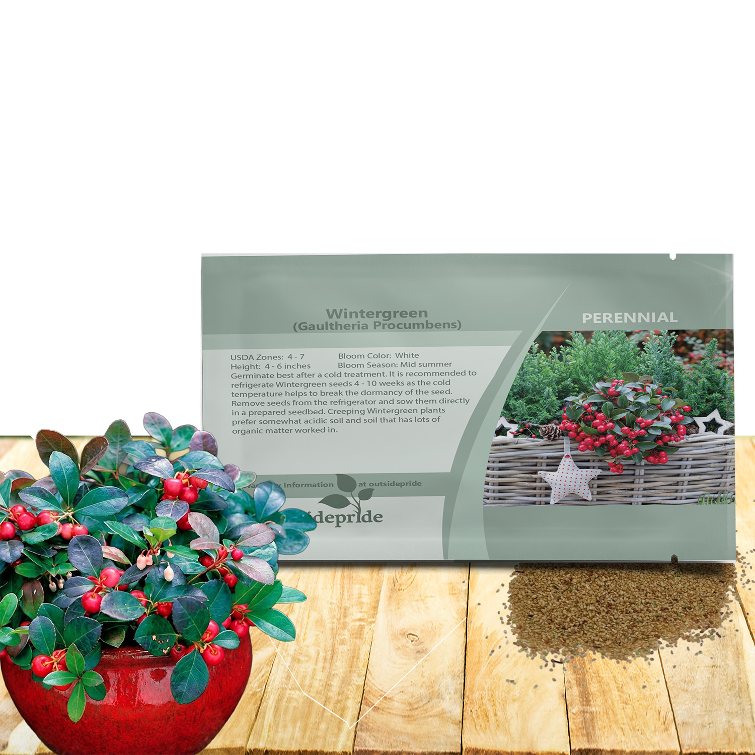 Wintergreen Ground Cover Seeds For Planting