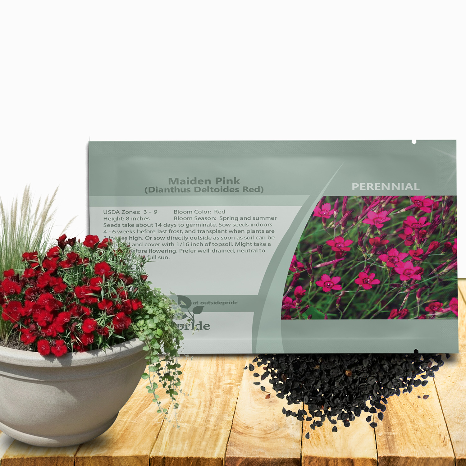 Perennial Dianthus Maiden Pink Seed Packets