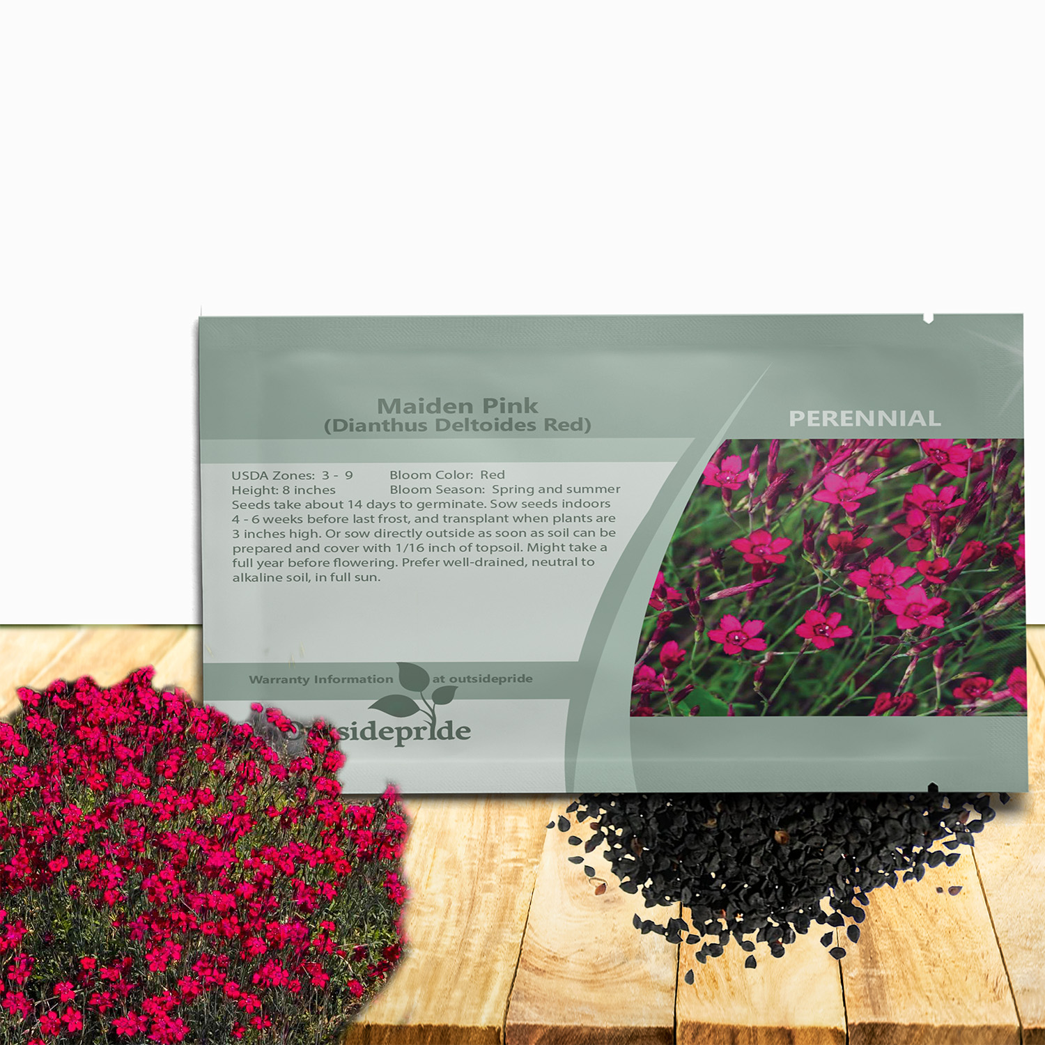 Perennial Dianthus Maiden Pink Seed Packets