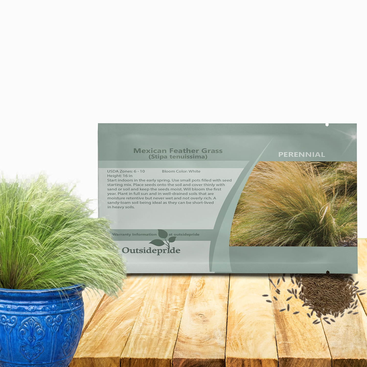 Mexican Feather Container Plant Seeds