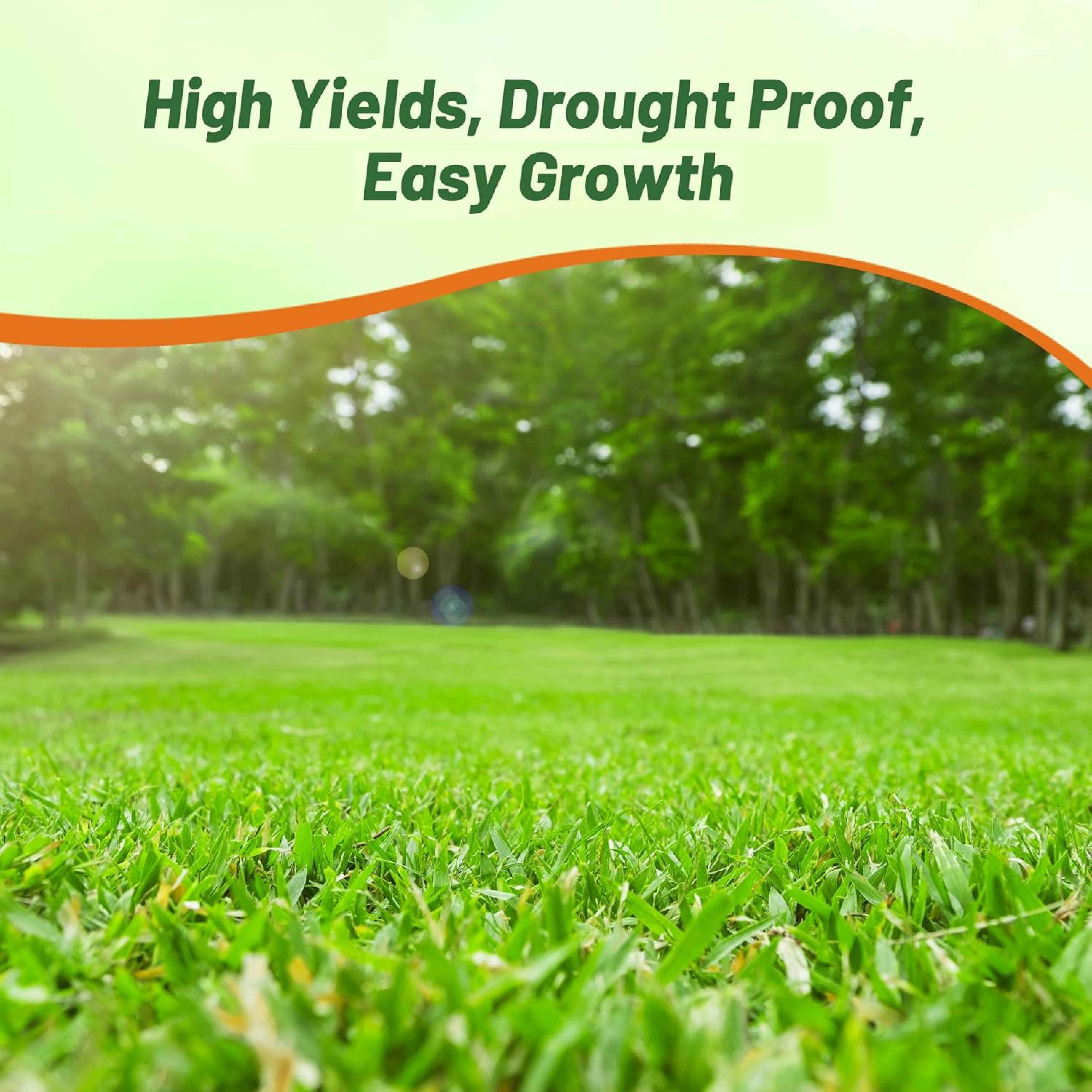 Grit Bermuda Forage Grass