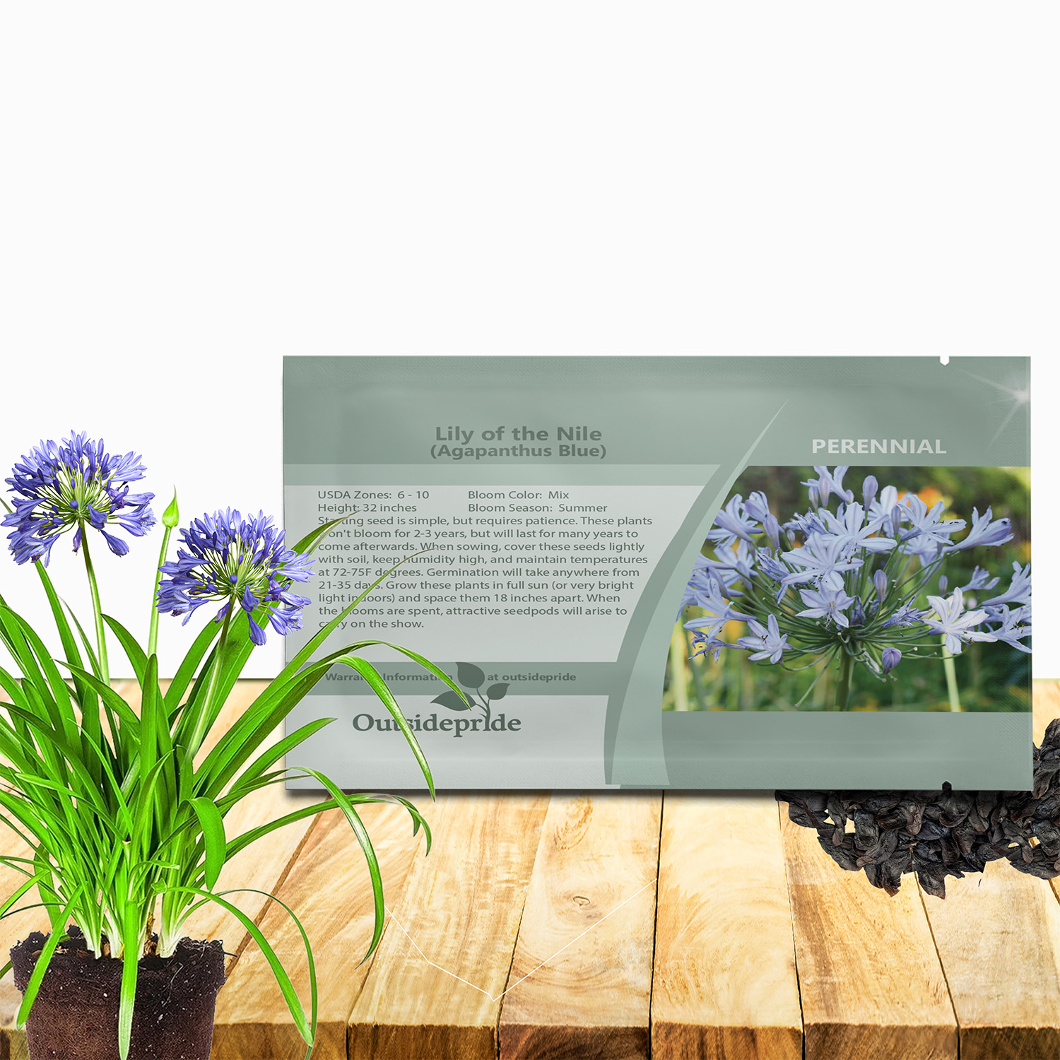Lily of the Nile Flower Seed Packet For Planting