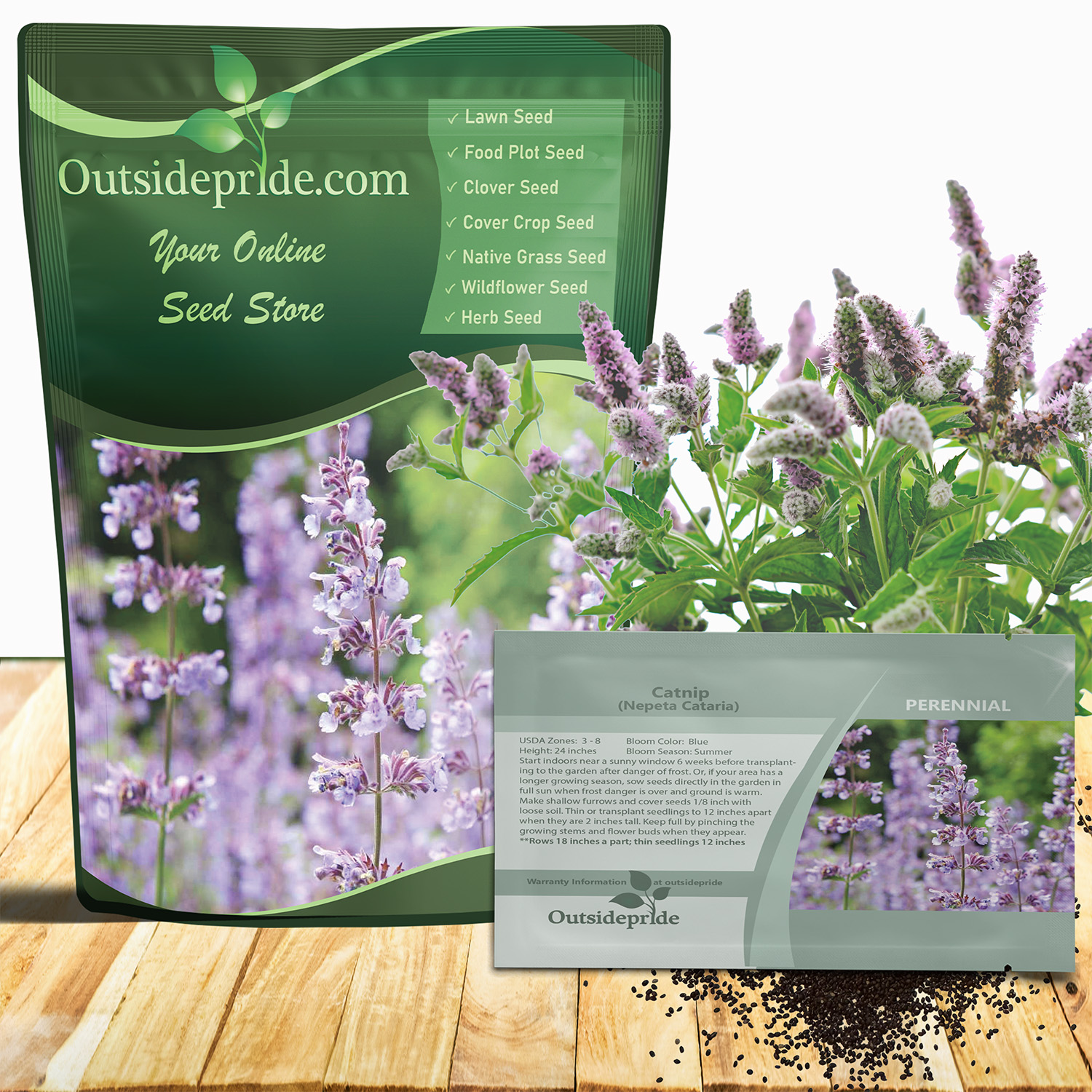 Catnip Herb Flowering Seed