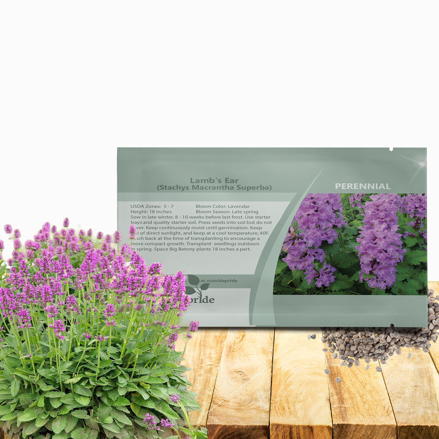 Lamb's Ear Macrantha Seed For Planting