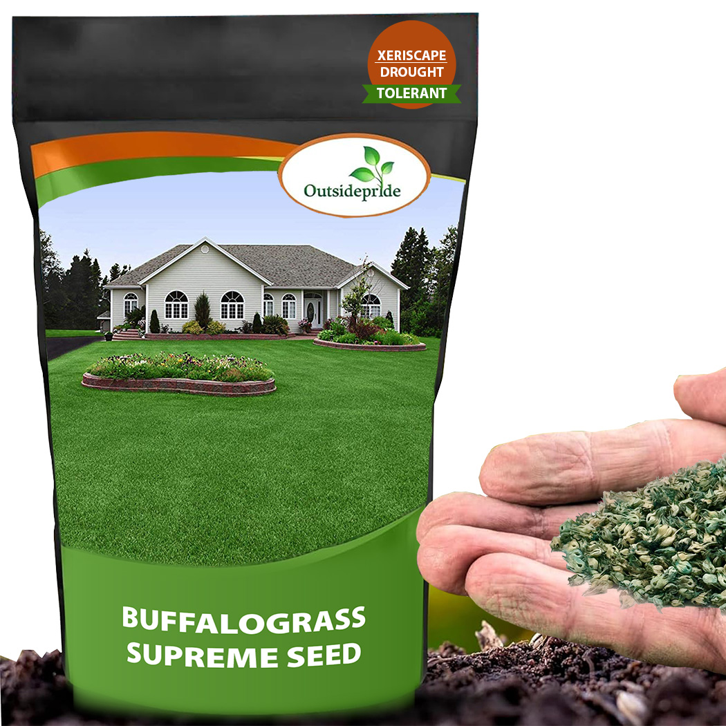 Buffalo Grass Drought Tolerant