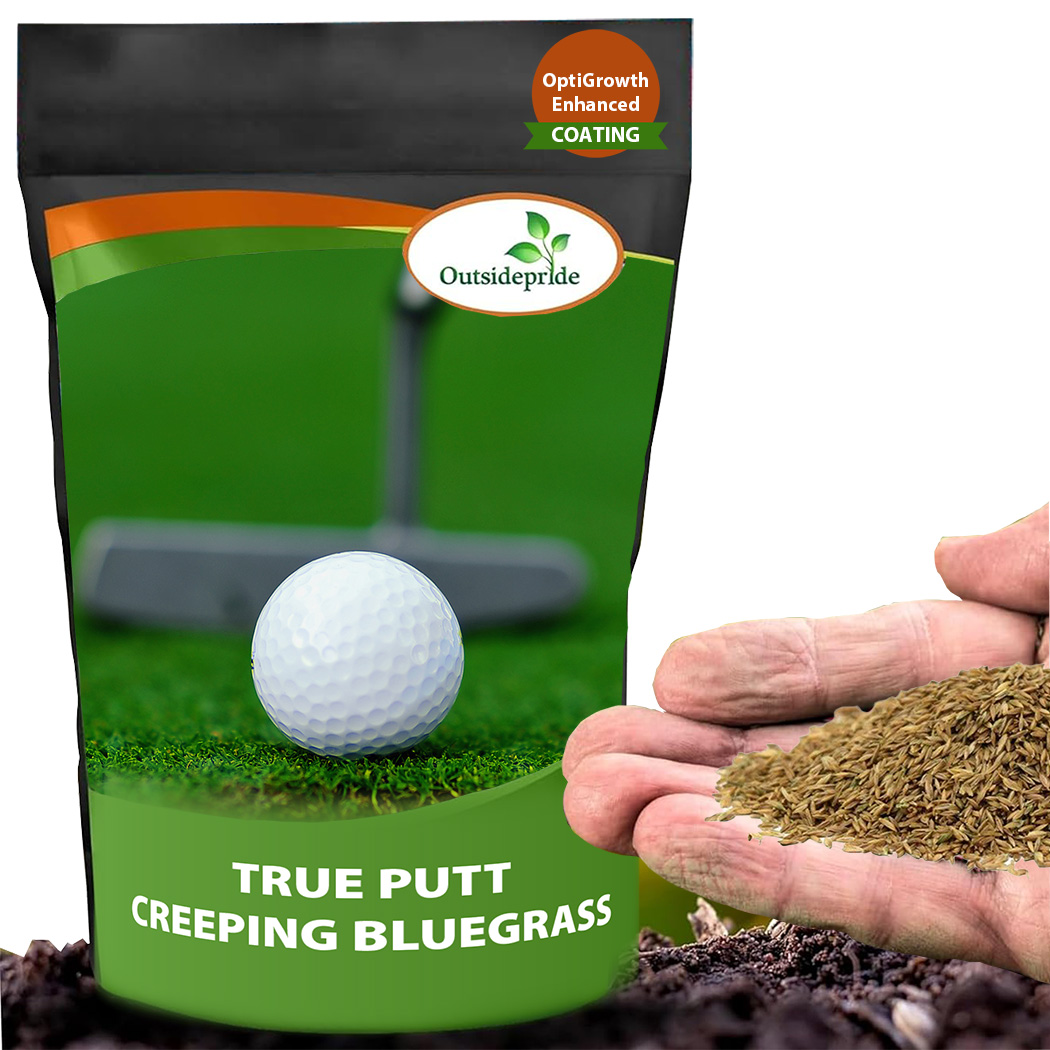 Two Putt Creeping Bluegrass
