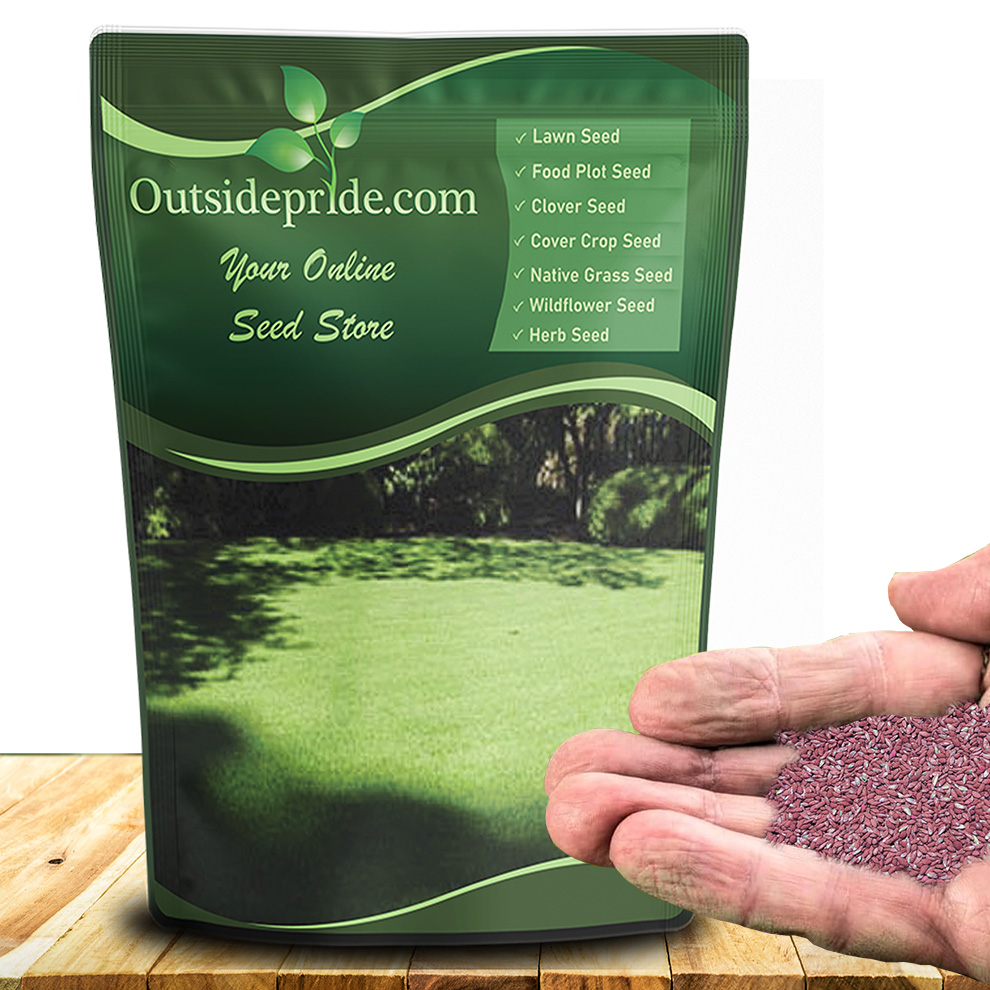 Poa Supina Elite Shade Grass Seed