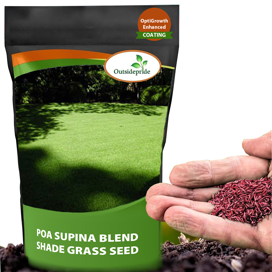 Poa Supina Grass Seed