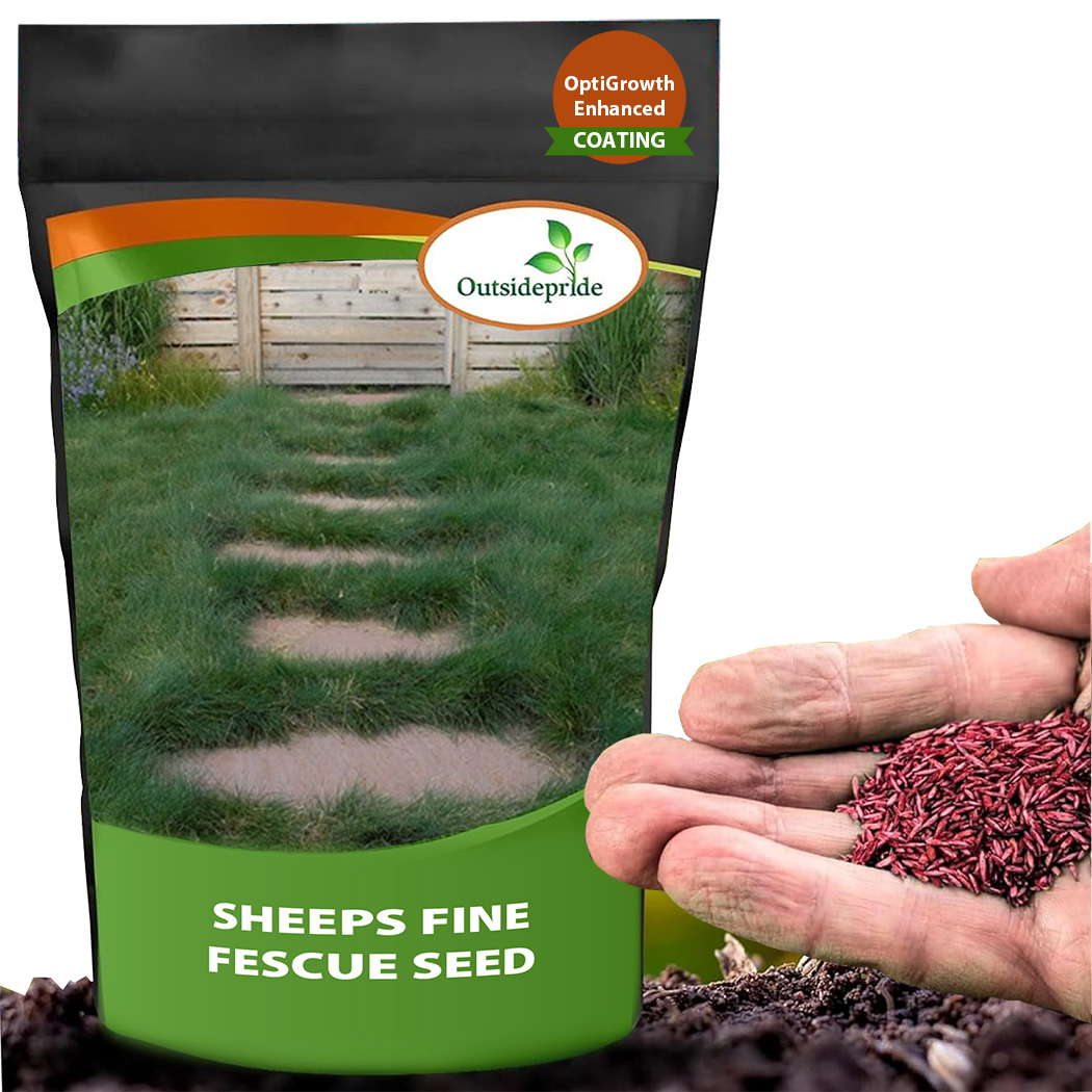 Sheep's Fine Fescue Grass