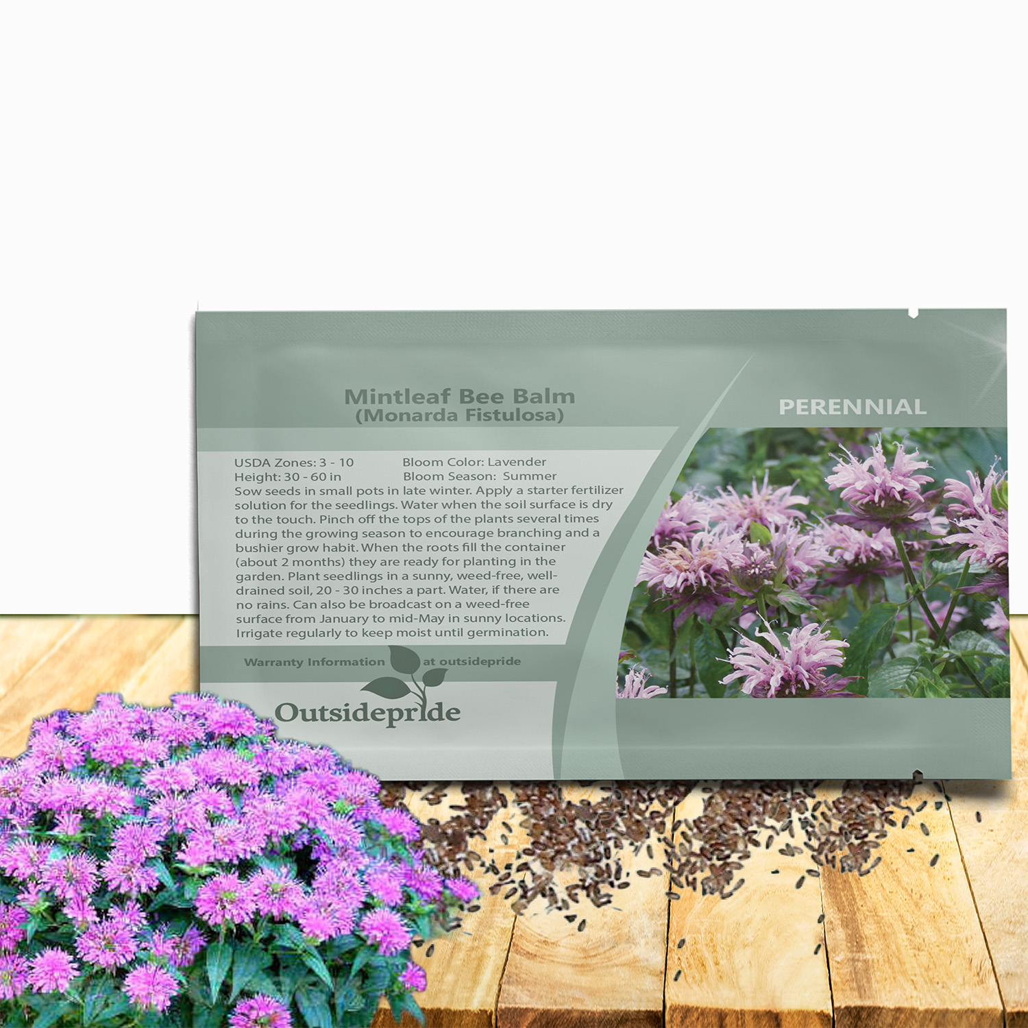 Monarda Fistulosa Mintleaf Bee Balm