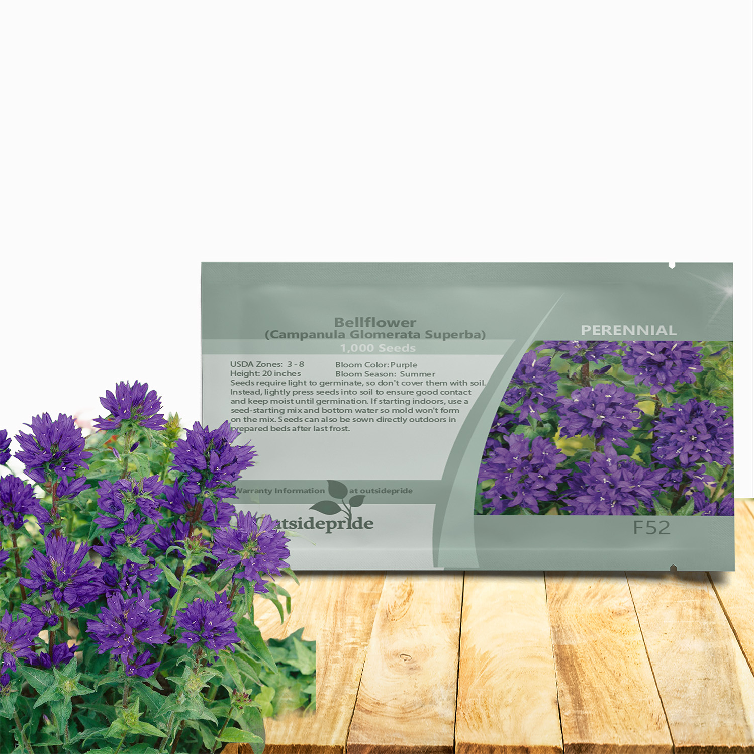 Bellflower Glomerata Superba Seed Packet