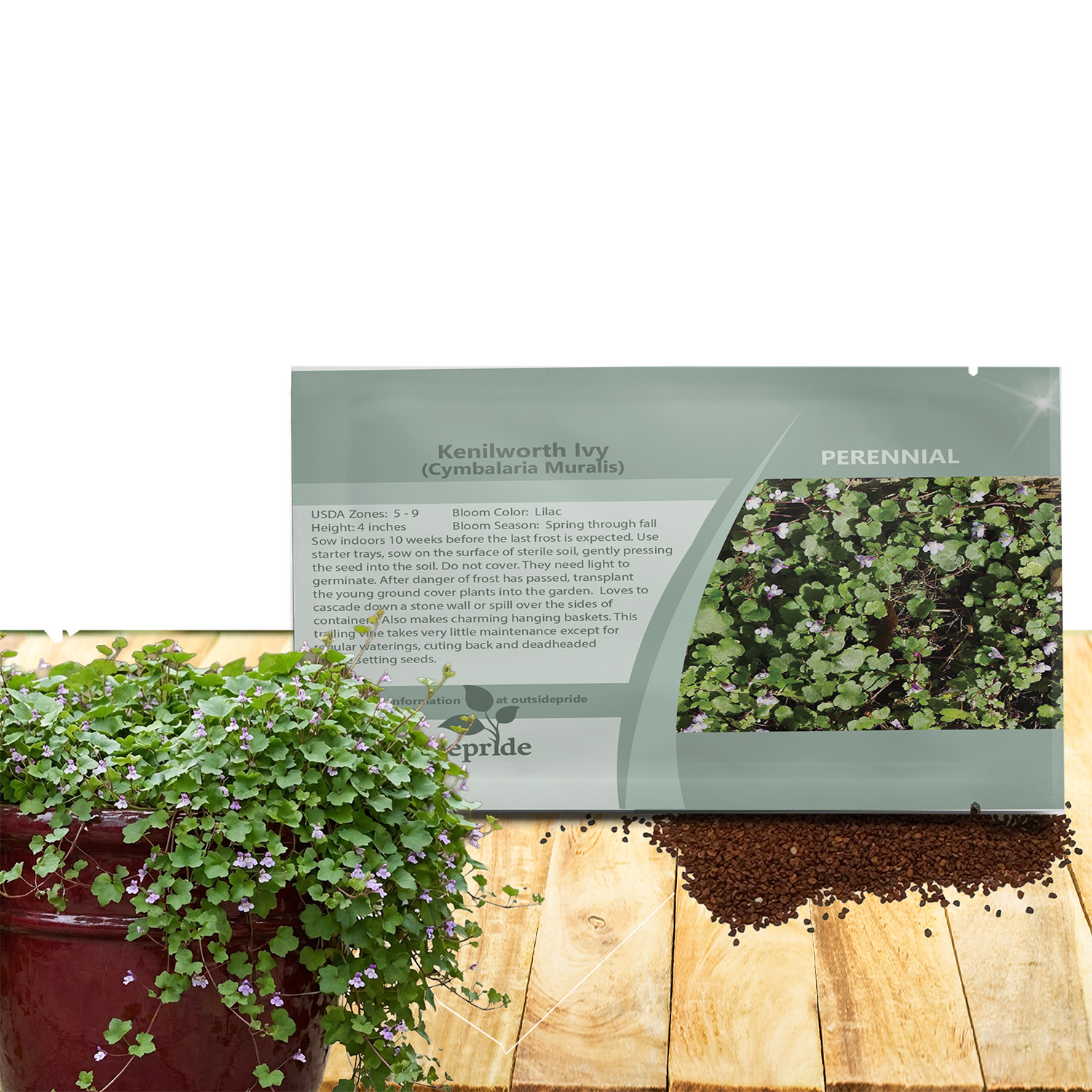 Kenilyworth Ivy Ground Cover Seed Packet