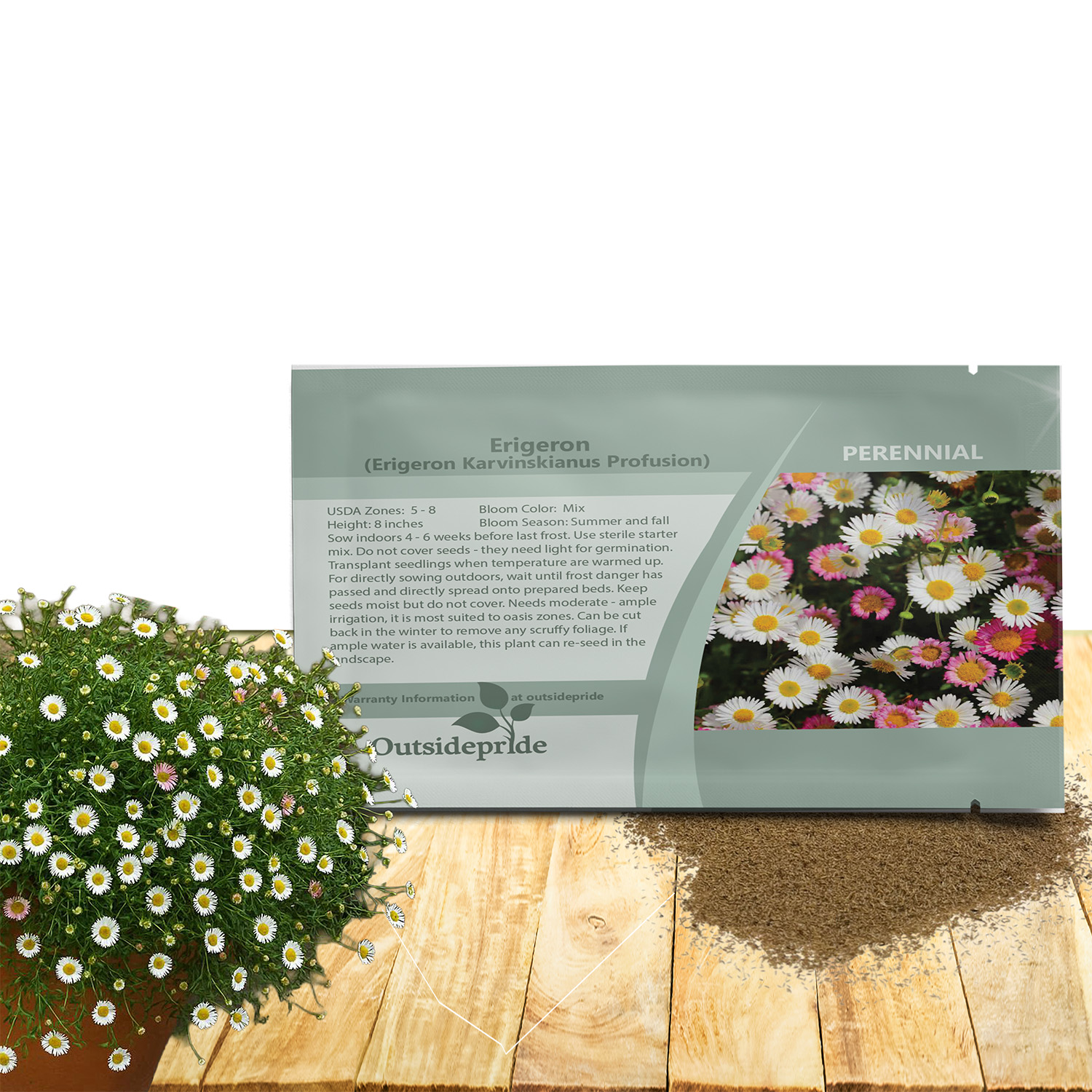 Erigeron Mexican Daisy Seed Packet