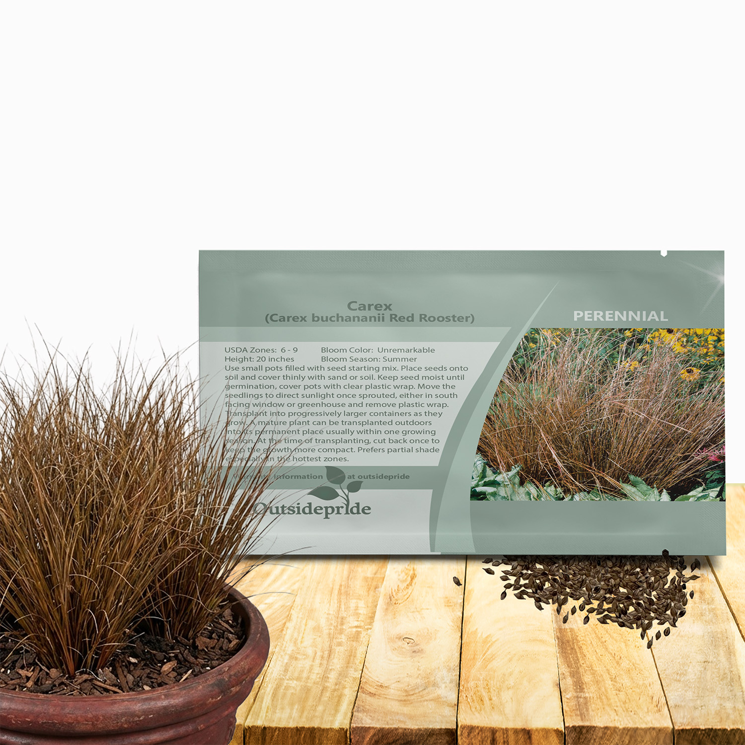 Carex Buchananii Seed Packet