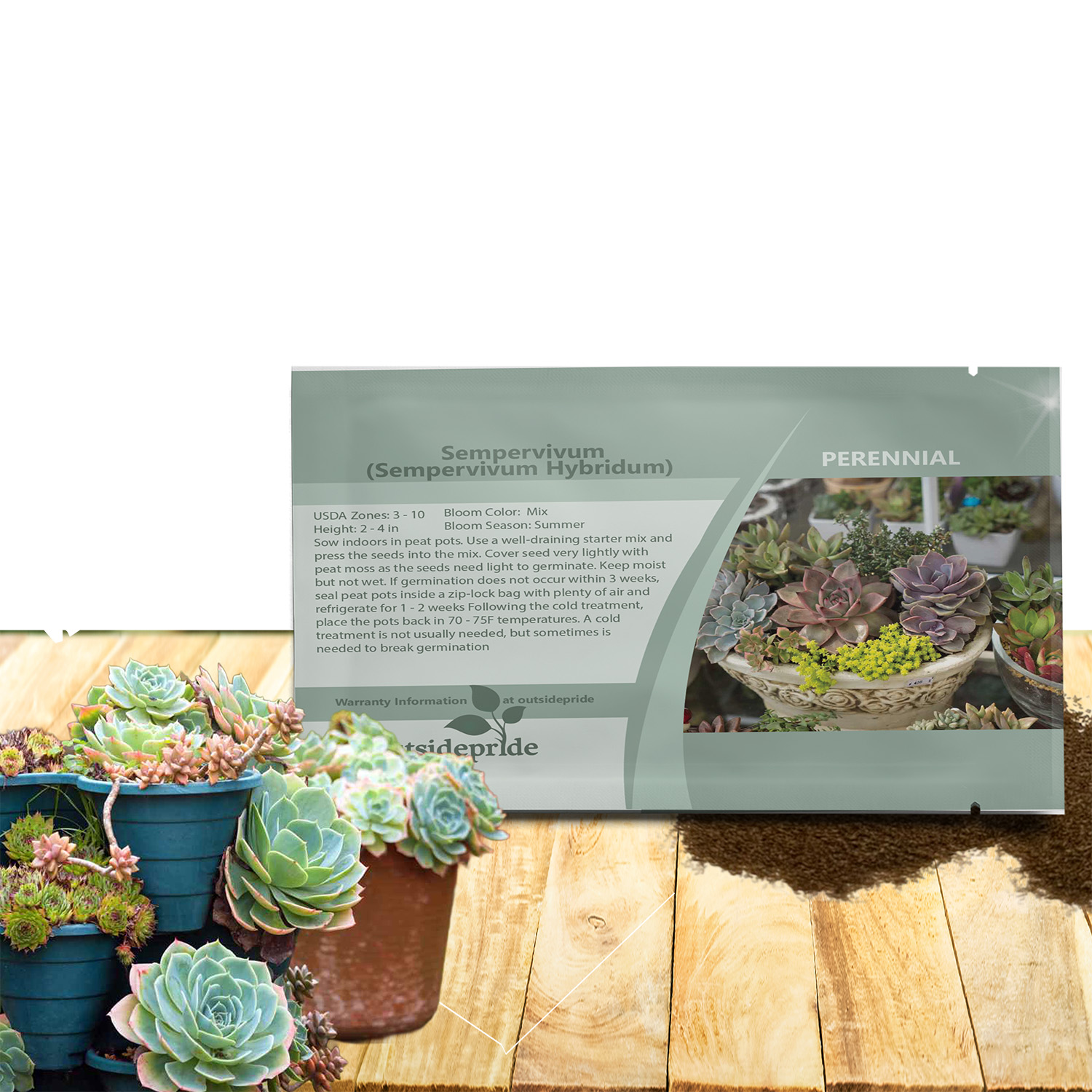 Sempervivum Hybridum Ground Cover Seed Packet