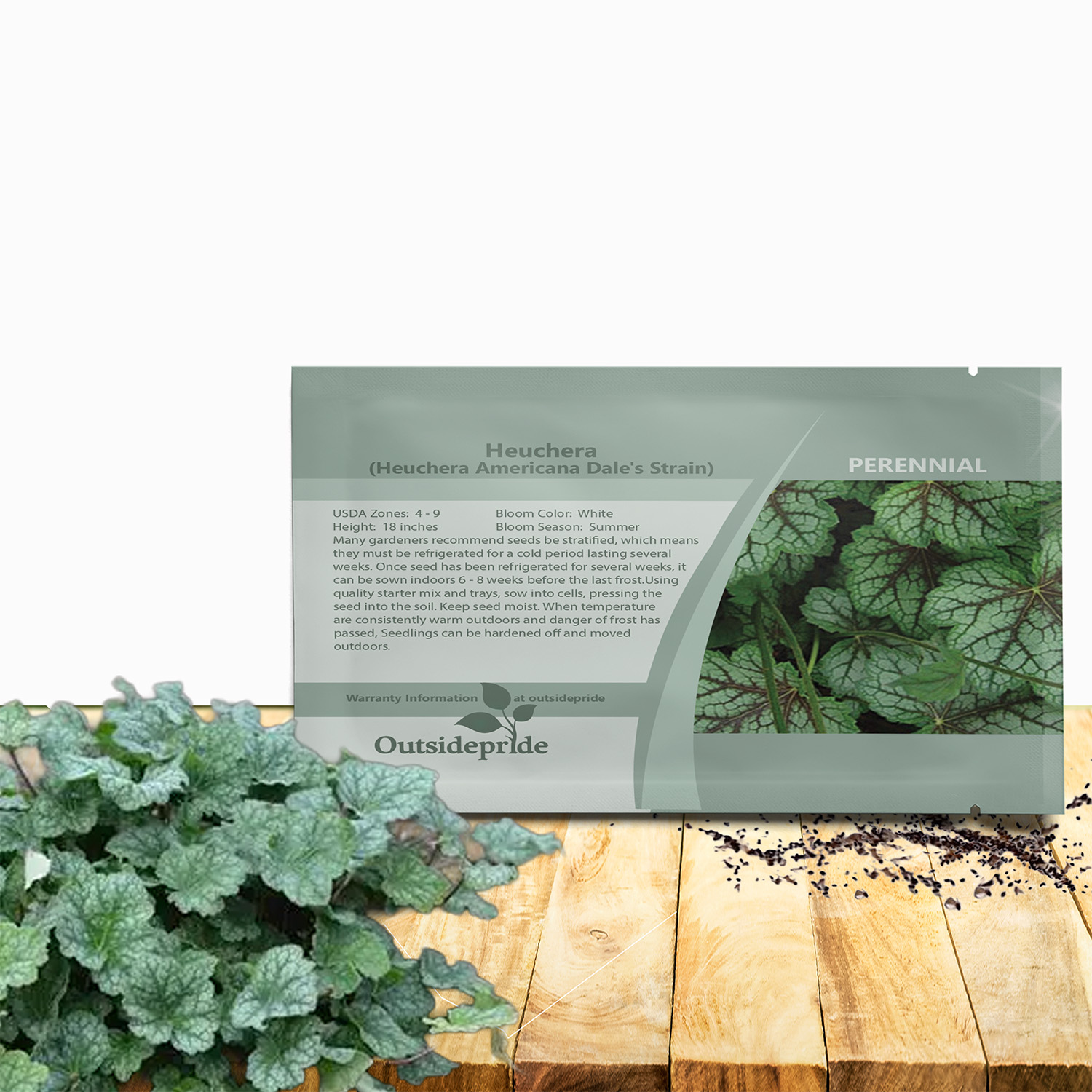 Heuchera Dale's Strain Flower Seed Packet For Planting