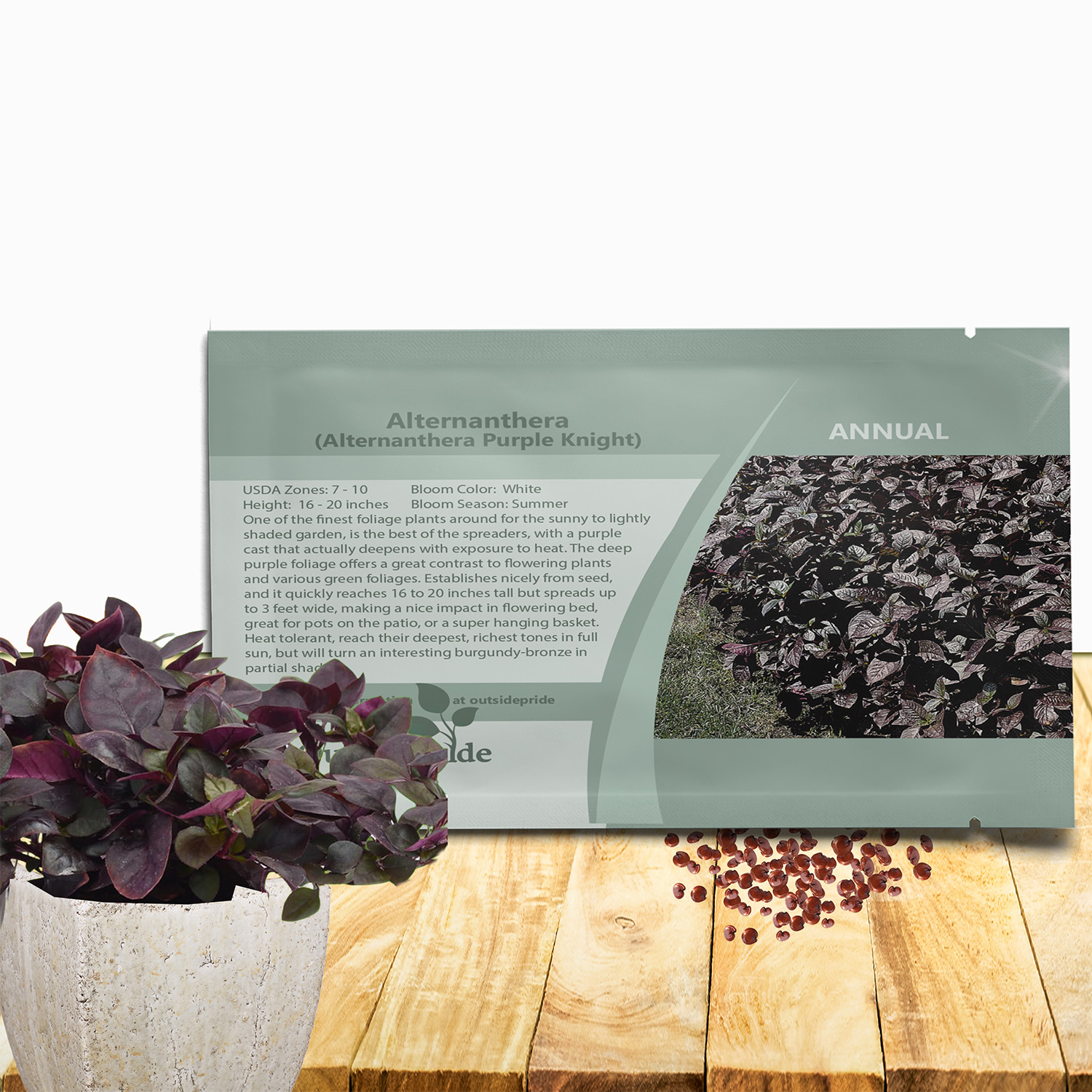 Alternanthera Purple Knight Seed Packet