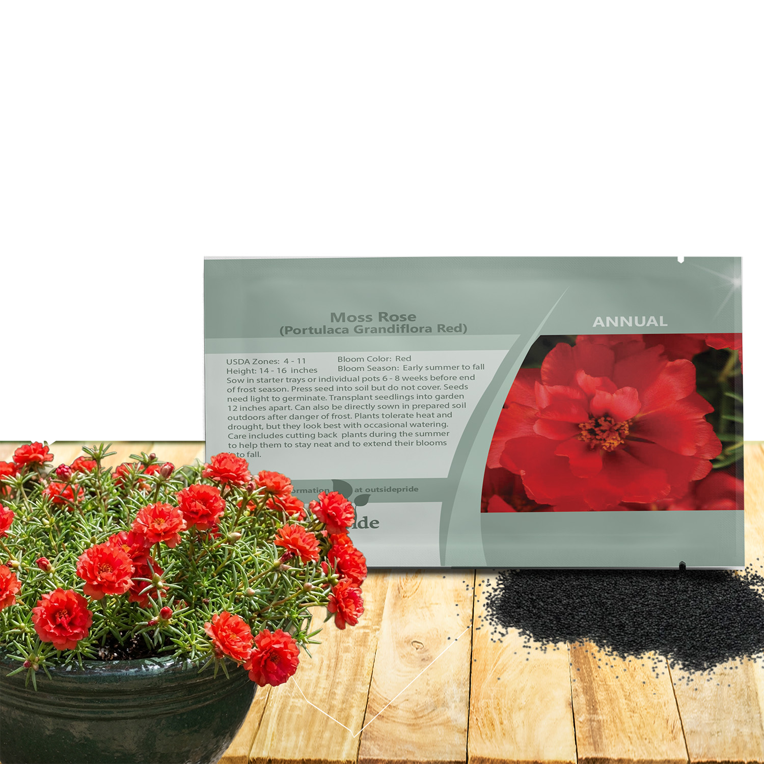 Moss Rose Red Succulent