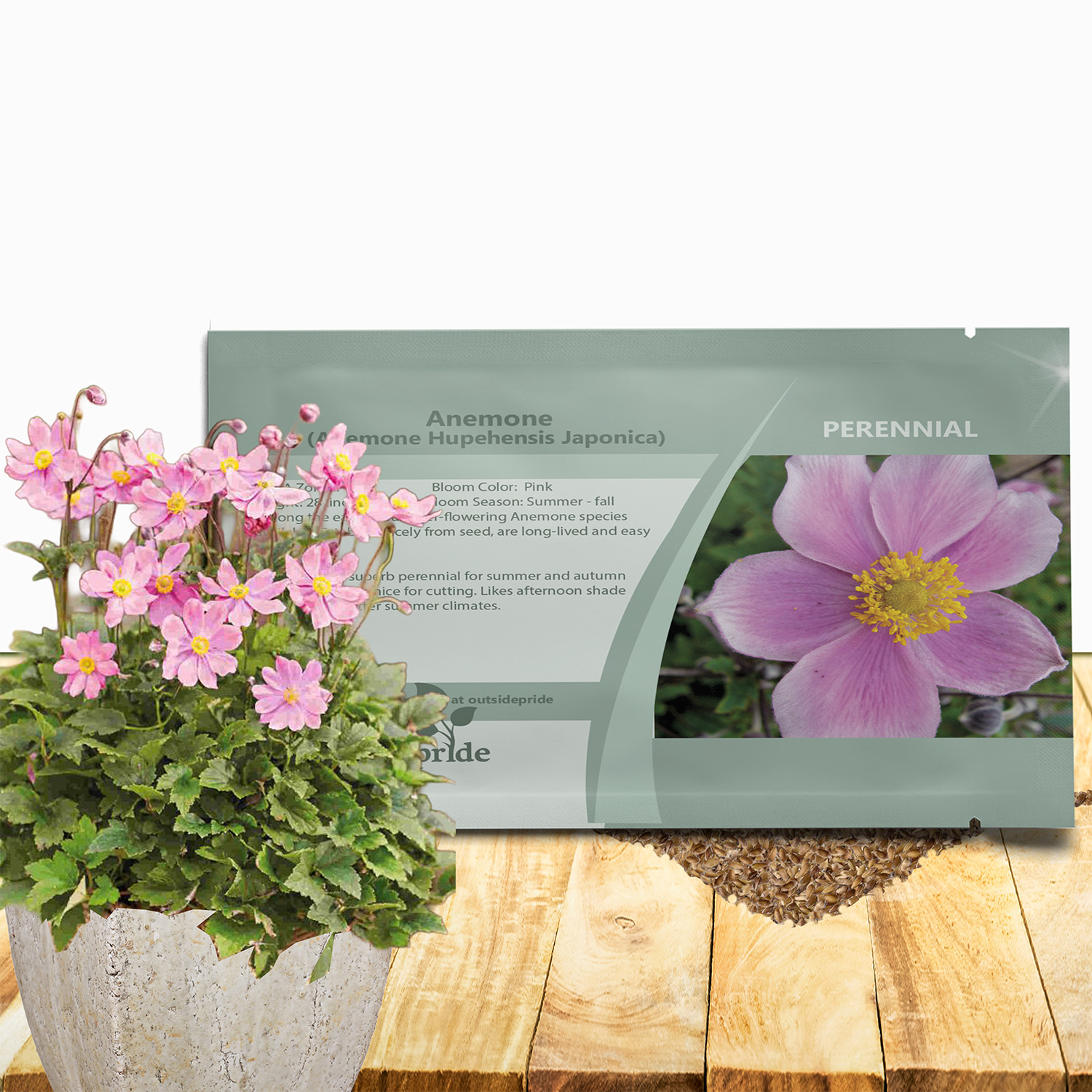 Anemone Hupehensis Pink Saucer Seed Packet For Planting