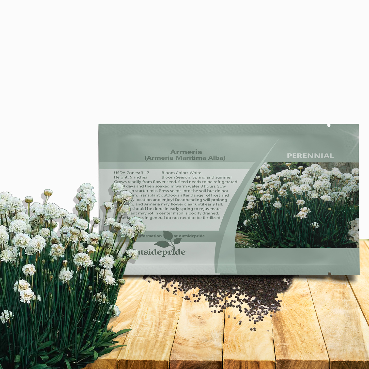 Armeria Alba Flower Seed Packet