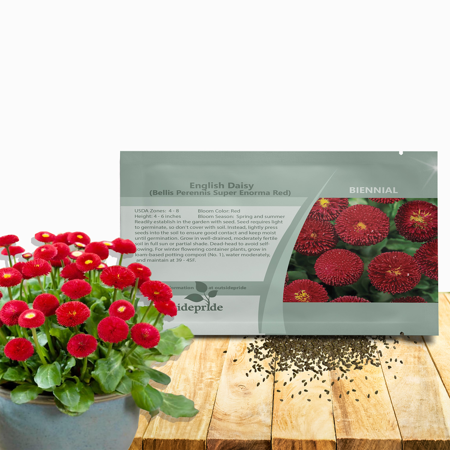 English Daisy Bellis Seed Packet Red