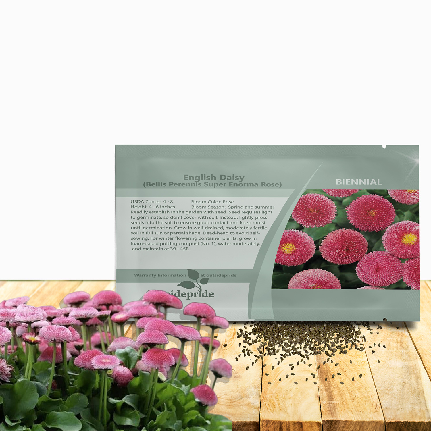 Bellis Perennis Rose Seed Packet