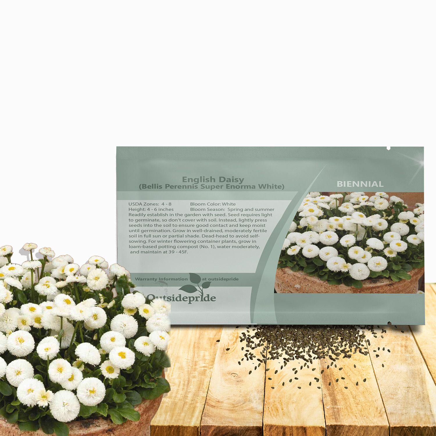 English Daisies White Seed Packet