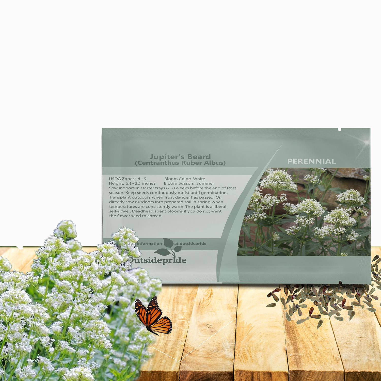 Jupiter's Beard White Seed For Planting