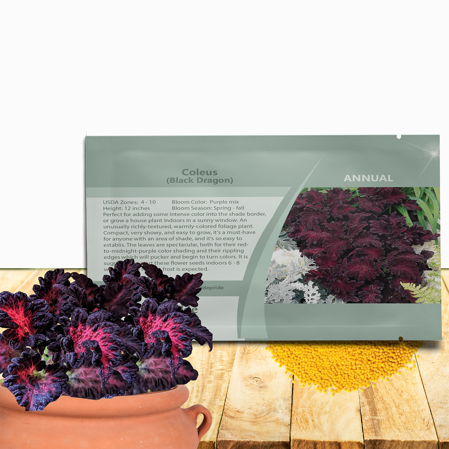 Coleus Black Dragon Seed Packet
