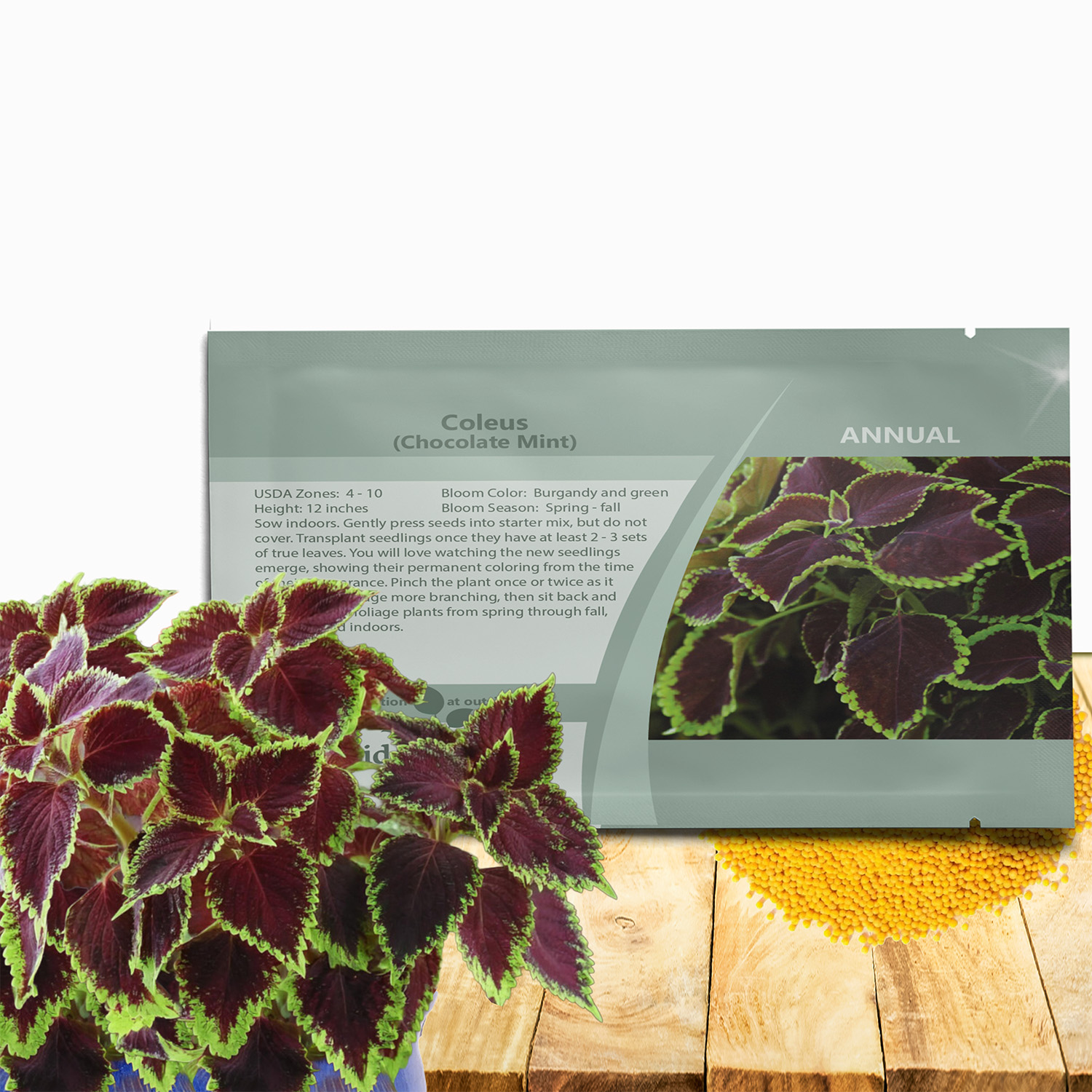 Coleus Chocolate Mint Seed Packet