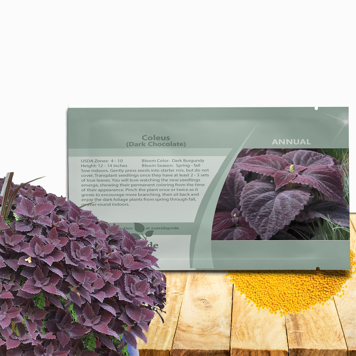 Coleus Dark Chocolate Seed Packet